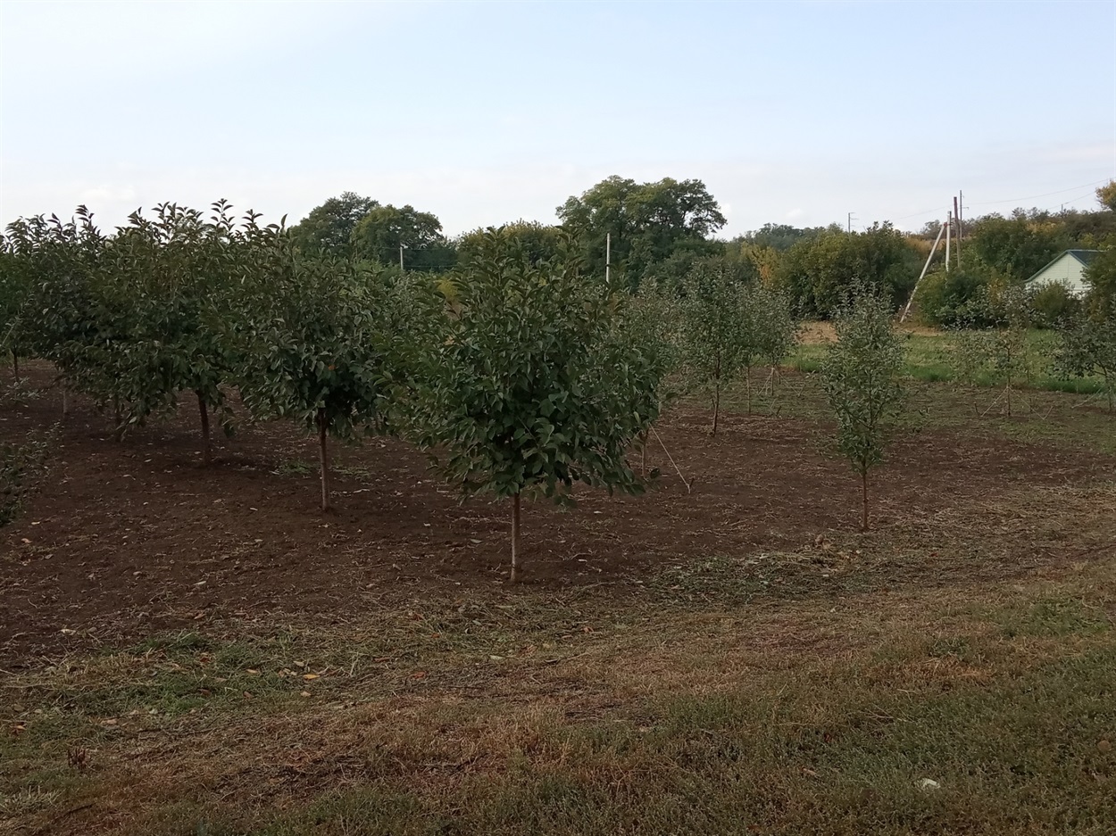 Сад у Парасковіївці