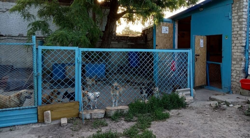 Притулок Курахівського товариства захисту тварин