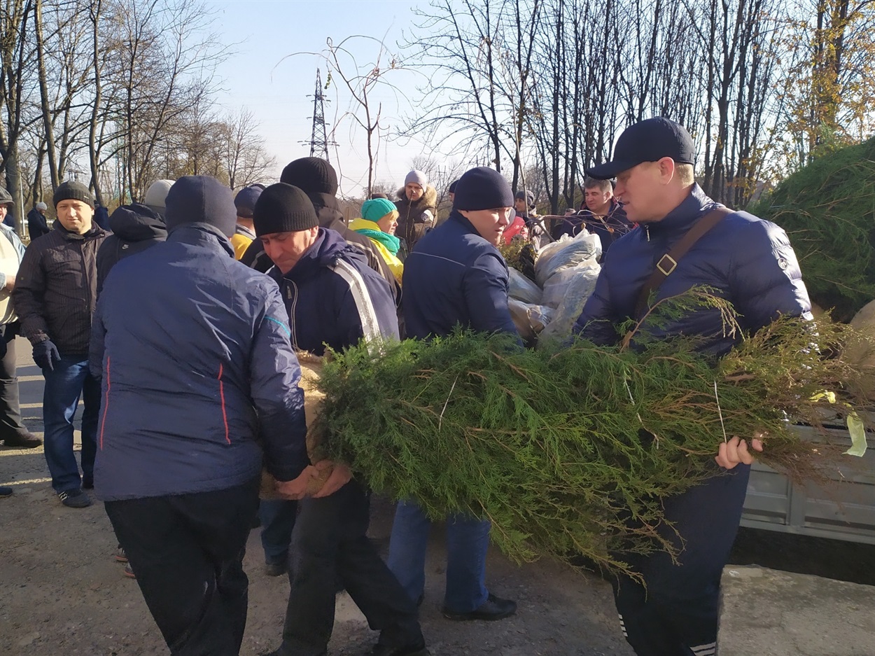 Ялівець Вергинського перед висадженям