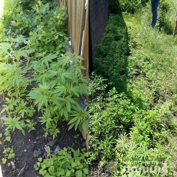 У підозрюваного вилучили 800 кущів наркотичних рослин.