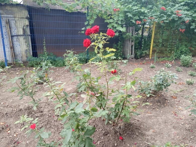 Розы во дворе амбулатории